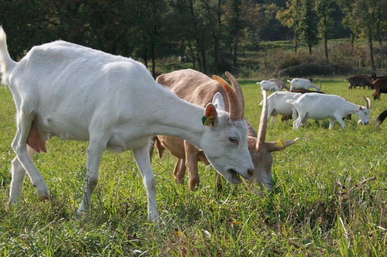 La chevre rouge