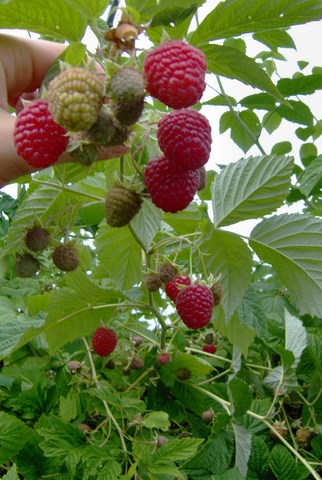 framboises aunave