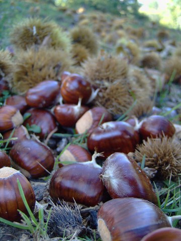 châtaigne pour creme de marrons aunave accacias